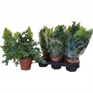 Растение Флебодиум 12х35 Davana