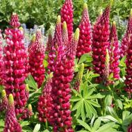 Рослина декоративна Сад Вашої Мрії Люпин My Castle (С3)