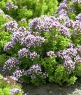 Рослина Сад Вашої Мрії Материнка звичайна Compactum (С2)