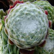 Рослина Сад Вашої Мрії Молодило Spider 003 (Р9)