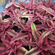 Растение Криптантус 6х10 Super Pink