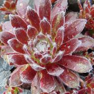 Рослина Сад Вашої Мрії Молодило гібридне Donarosse (Р9)