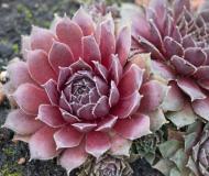 Рослина Сад Вашої Мрії Молодило гібридне Pilatus (Р9)