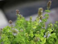 Рослина Сад Вашої Мрії М'ята духмяна Apple Mint (С3)