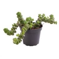 Рослина Крассула 06х08 Hottentot Рослина Крассула 06х08 Hottentot