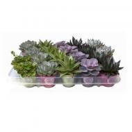 Рослина Ехеверія 06х08 мікс у додатковому пакуванні Рослина Ехеверія 06х08 мікс у додатковому пакуванні
