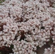Рослина декоративна Сад Вашої Мрії Очиток білий Coral Carpet (Р9)