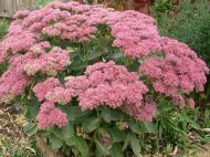 Рослина Сад Вашої Мрії Очиток видний (С3)