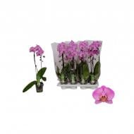 Растение Фаленопсис (орхидея) каскад 12х55 1 ствол розовый Jillion (Green Balanz)