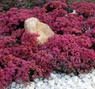 Растение Сад Вашей Мечты Очиток гибридный Sunsparkler Firecracke (Р9)