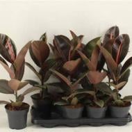 Рослина Фікус еластика 14х50 Pink Camouflage