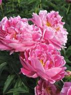 Рослина Сад Вашої Мрії Півонія Auguste Dessert (С3)