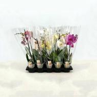 Растение Фаленопсис (орхидея) 12х45-55 1 ствол микс А2 (Van Geel)