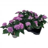 Рослина Пентас 13х25 Starcluster Lavender