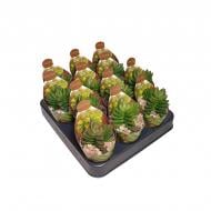 Рослина Крассула 06х08 Benjamin Рослина Крассула 06х08 Benjamin