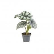 Растение Алоказия 6х15 Silver Dragon