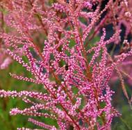 Саджанець Сад Вашої Мрії Тамарикс гіллястий Rubra (Н70-80)