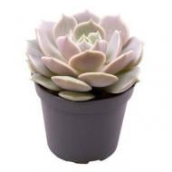 Рослина Ехеверія 06х08 Lola Рослина Ехеверія 06х08 Lola