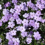 Рослина Сад Вашої Мрії Флокс Дугласа Lilac Cloud (Р9)