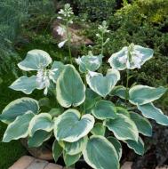 Рослина Сад Вашої Мрії Хоста American Halo (С3)