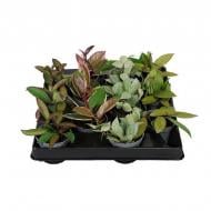 Растение Хойя 06х12 микс Растение Хойя 06х12 микс