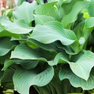 Рослина Сад Вашої Мрії Хоста Krossa Regal (С3)