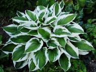 Рослина Сад Вашої Мрії Хоста Patriot (С3)