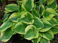 Рослина Сад Вашої Мрії Хоста Wide Brim (С3)