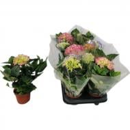 Рослина Гортензія 10х25 мікс 1рр