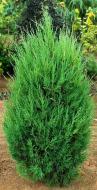 Рослина Сад Вашої Мрії Ялівець китайський Spearmint (С7)