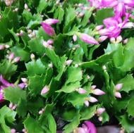 Растение Шлюмбергера 9х15 розовая Растение Шлюмбергера 9х15 розовая