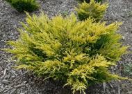 Рослина Сад Вашої Мрії Ялівець Пфітцера (cередній) Gold Kissen (С3, Н30-40)