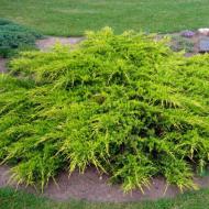 Рослина Сад Вашої Мрії