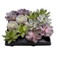 Рослина Ехеверія 06х08 мікс Рослина Ехеверія 06х08 мікс