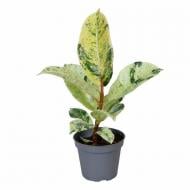Растение Фикус эластика 06х10 Schrijveriana