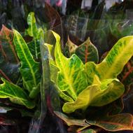 Растение Кротон 12х40 Excellent