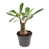 Растение Адениум 06х14 Obesum