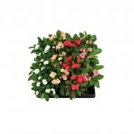 Рослина Еуфорбія міля (молочай) 06х15 мікс Рослина Еуфорбія міля (молочай) 06х15 мікс