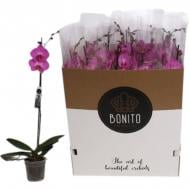 Растение Фаленопсис (орхидея) 12х70 1 ствол розовый Memphis (Bonito)