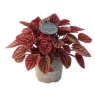 Растение Пеперомия 12х20 Caperata Quito