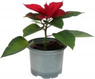 Растение комнатное Пуансетия Эуфорбия пульцерима d12