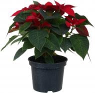 Растение комнатное Пуансетия Эуфорбия пульцерима d15 ЧВ