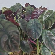 Растение Алоказия 12х25 Red Secret