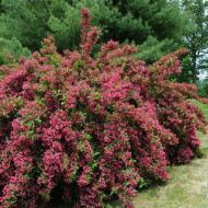 Саженец Сад Вашей Мечты Вейгела Bristol Ruby (Р9)