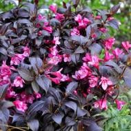 Саженец Сад Вашей Мечты Вейгела цветущая Minor Black (Р9)