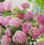 Рослина Сад Вашої Мрії Гортензія деревовидна Pink Annabelle