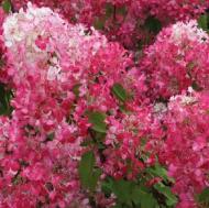 Растение Сад Вашей Мечты Гортензия метельчатая Diamant Rouge (С1,5)