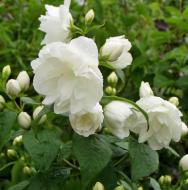 Растение Сад Вашей Мечты Жасмин садовый Schneesturm (С3)