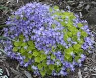 Рослина Сад Вашої Мрії Дзвоник гарганський Dickson's Gold