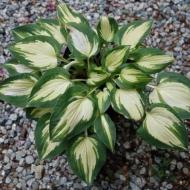 Рослина Сад Вашої Мрії Хоста Fantasy Island (С1,5)